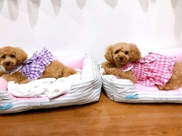 渡辺美奈代 本当はしてない 愛犬の初シャンプー報告にツッコミ殺到 1ページ目 デイリーニュースオンライン