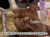 猫は水滴が落ちるのを見て万有引力の法則を発見した