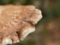 アパートで大量増殖したキノコが床を破壊し退去を余儀なくされる（キノコ注意）
