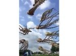 タコの凧！　青空の下でたくさんのタコが泳ぎ回る！