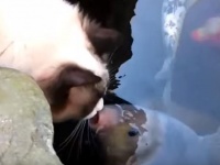 【動画】トムとジェリー超え!? 池の鯉と猫が仲良しになってかれこれ3年目