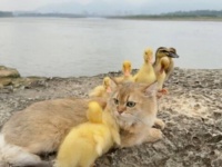 ママ、ママ！置いてかないで！えっ、アヒルのママは猫？ヒナたちを引き連れていっしょに海岸をお散歩する猫
