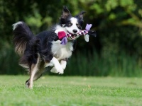 天才犬には「遊び好き」という共通点がある