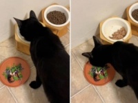 一種の猫草的なもの？付け合わせにサラダがないとキャットフードを食べない猫の三角食べ