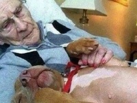 犬は人類の最良の友であり、英雄でもある。人間たちを窮地から救った犬たち