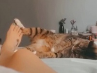 「ノーキャット、ノーライフ！」もう愛が止まらない！飼い主と猫のラブラブいちゃこらシーン総集編