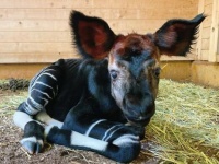 ズーラシアで10年ぶりにオカピの赤ちゃん誕生！　担当飼育員「ずっと心待ちにしていました」