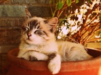 幸運が訪れる予兆？「猫を拾う夢」の意味