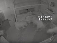 ドアを開けられるはずがない1歳の娘がいったいなぜ？監視カメラは見た！娘を部屋から脱出させていた2匹の犬の陰謀