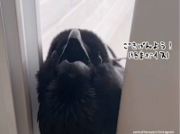 しゃべれるカラス、低音ボイスが魅力的すぎた（要音声）