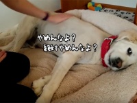 犬だってモフられたい。モフるのをやめると叫びにもにたおねだりモードを発動する犬