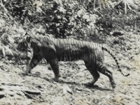 絶滅したと考えられていたジャワトラの被毛が発見され、現存する可能性が高まってきた