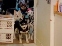 キッチンの入り口で待機する愛犬たち「名前を呼ばれたら入っていいよ！」張り切り過ぎたハスキーがついフライングした結果