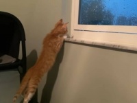 ピカピカ！ザーザー！おうちの外ではいったい何が？保護子猫たち、生まれて初めて嵐を体験する