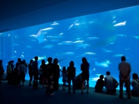 かごしま水族館（Koichiro Ohbaさん撮影,Flickrより）