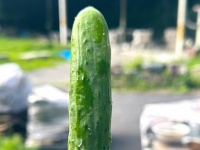 大学で収穫された「しのきゅうり」に6.5万いいねの大反響　翌日には「チューペット志望きゅうり」も出現