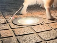 地面に埋め込まれたライトの〝存在意義〟に50万個の目からウロコ　「このためにあったんですね！」