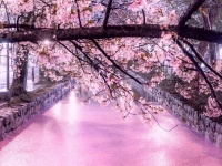 まっすぐ続く「桜カーペット」が美しい　京都の雨夜を彩った花筏に反響