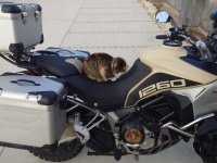 「人のバイクに勝手に乗っているやつがいる！」　我が物顔の現行犯が激写され話題「これは...怒れない」