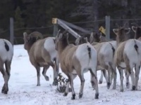 ビッグホーンの群れが走っていくよ。フェンスを飛び越えようとした時に起きたずっこけ