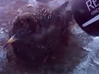「絶対助けてあげるから！」雪の中、凍り付いた小鳥をドライヤーで助ける女性