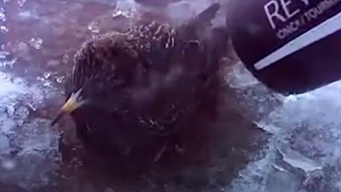 「絶対助けてあげるから！」雪の中、凍り付いた小鳥をドライヤーで助ける女性