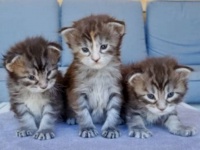 お目めパッチリ開いたよ！先月生まれたメインクーンの子猫たち、名前も決まって可愛さ激増中