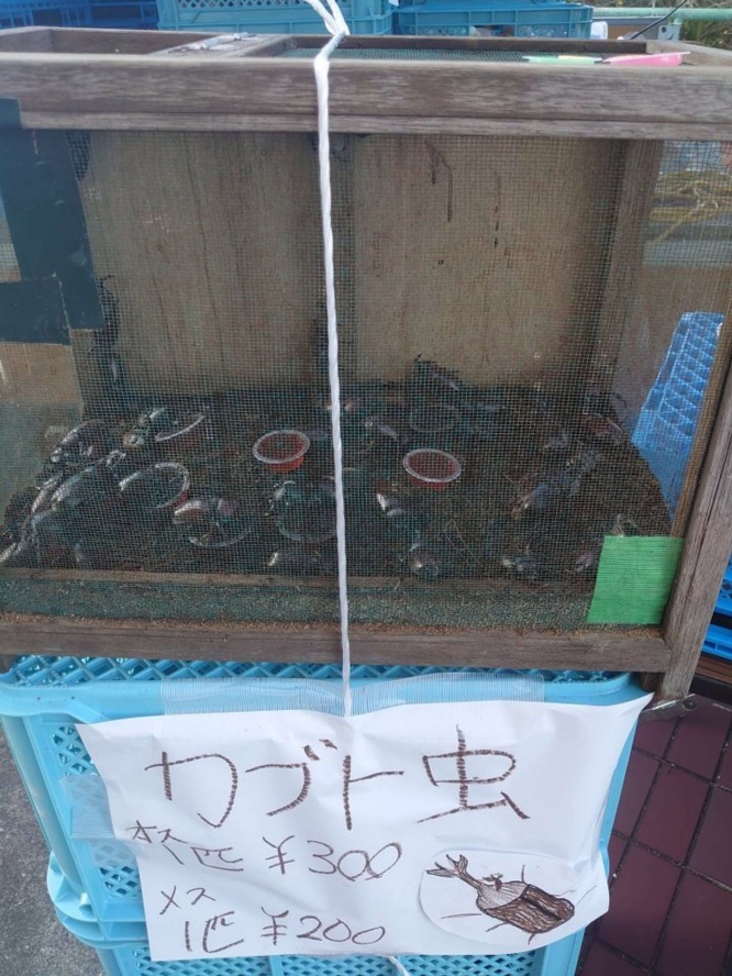 カブトムシだって！？（画像提供：とも＠tomoBsL2125さん）