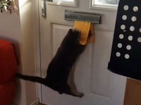 郵便物請負猫。投函された封書を口にくわえてトコトコと隠蔽工作！？