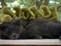 カエルたちと過ごす幸せ！猫のモチさん相変わらずぬいぐるみに埋もれて幸せそう