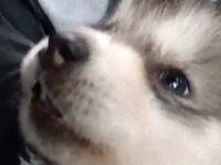 子猫？ラザニア？子犬の鳴き声が謎かわいいと話題になっている模様。