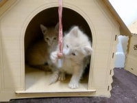 モロッコの公園に捨て子猫が！「これから幸せになるんだよ」無事保護に成功し、シェルターでの生活が始まった