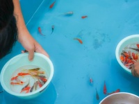 3分間で70匹...だと？　金魚すくいの達人が使う秘技「戸惑いすくい」「尾びれ外し」