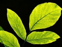 植物の光合成をモデルにした「人工葉」 太陽の光で二酸化炭素を酸素に変える技術