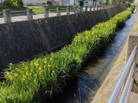 近隣住民が「善意で」植えた黄色い花　美しく咲いているけれど...要注意な「外来種」だった