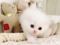 ハードだった日には子猫に癒されよう。マンチカンの赤ちゃん、よちよち遊びを始める