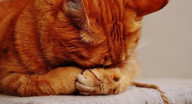 Dream Art Laboratoryのプレスリリース画像