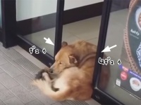 コンビニの自動ドアに抱きしめられたい犬のいる風景（タイ）