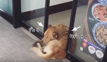 コンビニの自動ドアに抱きしめられたい犬のいる風景（タイ）