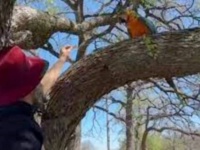 「それめっちゃ美味しそう！」鷹の攻撃をかわして3日間木の上で過ごしたインコ、ドリトスの魅力に勝てず無事保護される
