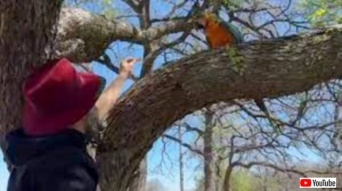 「それめっちゃ美味しそう！」鷹の攻撃をかわして3日間木の上で過ごしたインコ、ドリトスの魅力に勝てず無事保護される