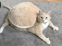 太っちょ猫のダイエット計画。インスタグラムでその過程を公開中