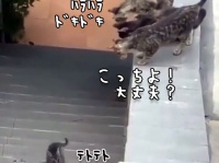 子猫を全力で愛する3匹の猫。階段が心配でいてもたってもいられず
