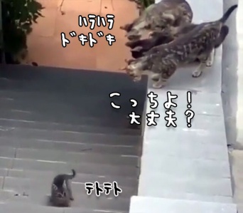 子猫を全力で愛する3匹の猫。階段が心配でいてもたってもいられず