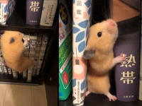 うみーさんのツイートより、編集部でトリミング