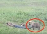 起きたらびっくり！　昼寝中の男性たちの所にクマが接近…！
