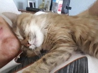 毎朝目覚ましが鳴ると飼い主が起きることを知り、音を聞くと飼い主に添い寝する猫。この時間をたっぷり味わうため、目覚ましを30分早くセットする飼い主…