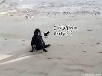 打ち上げられた謎生物？いいえ元気です。海岸で目撃された奇妙な物体の正体は？