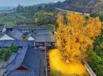 【中国】樹齢１４００年のイチョウ、それはまるで“黄金の絨毯”だった