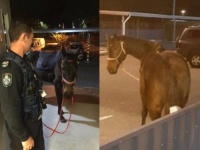 飲酒運転で逮捕された女性。ただし乗っていたのは馬（オーストラリア)